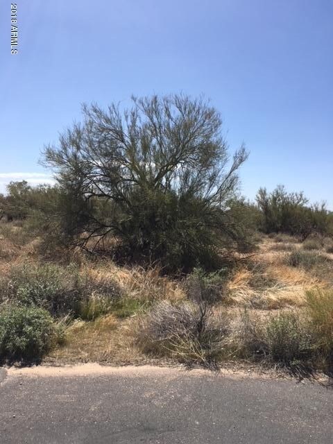 High Desert Vegetation