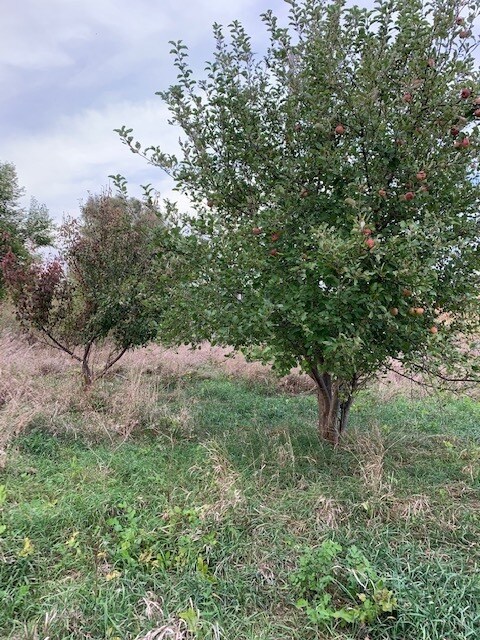 11666 Backbone Rd, Wyanet, IL 61379 - photo 4