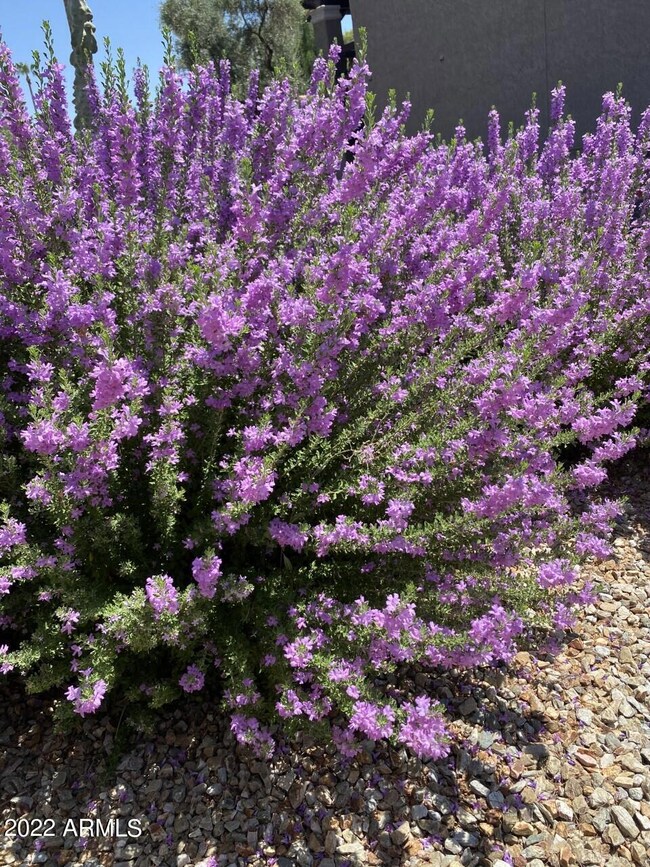 Byrne purple sage