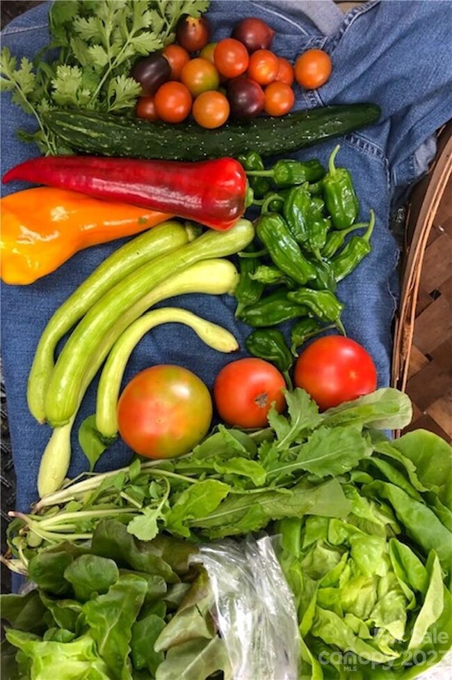 Some of the variety that's been grown here