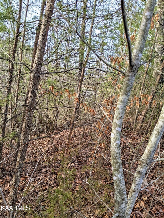 Lake view from lot 121 from the street