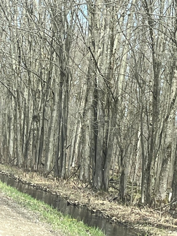 Woods along the road