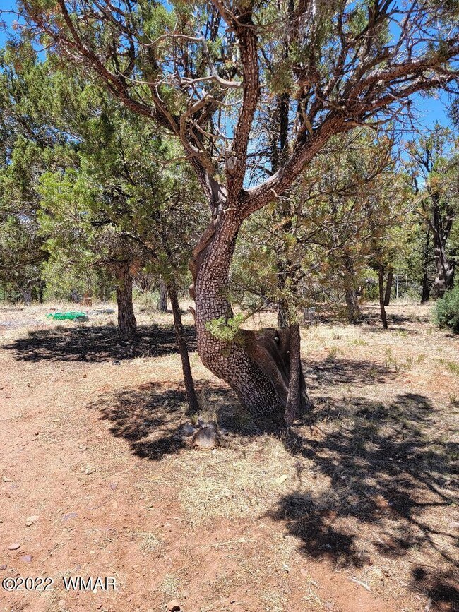 3580 Powerline Dr, Overgaard, AZ 85933 - photo 5