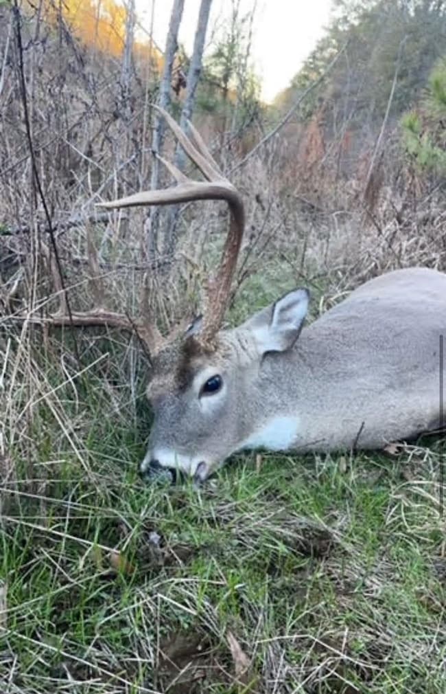 + - 195 Acres unit Hinds County MS, Utica, MS 39170 - photo 6