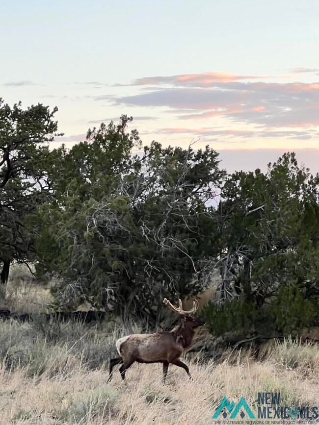 000 Ice Caves Rd, Grants, NM 87020 - photo 7