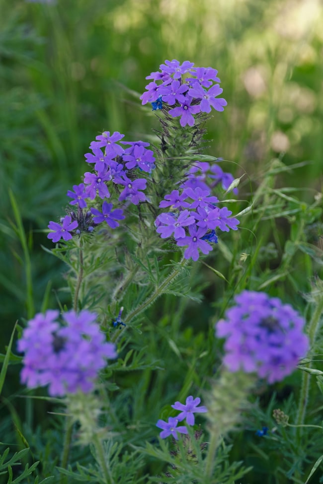 8529 Fm 2754 Rd, Bellville, TX 77418 - photo 5