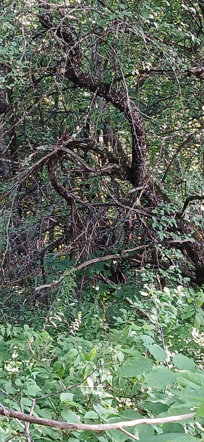 smyrna 4