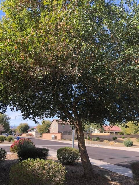 Mature Trees