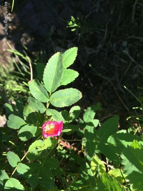 rose