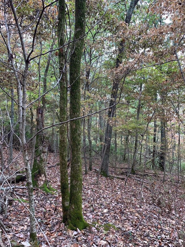 1499 Hifner Rd, Versailles, KY 40383 - photo 5