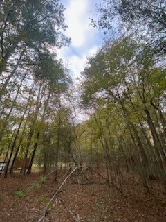 0 Sundew Ct unit 68744542, Magnolia, TX 77355 - photo 7