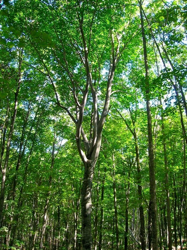 0 White Ash Trail unit (Parcel 64) 302957, Vanderbilt, MI 49795 - photo 4