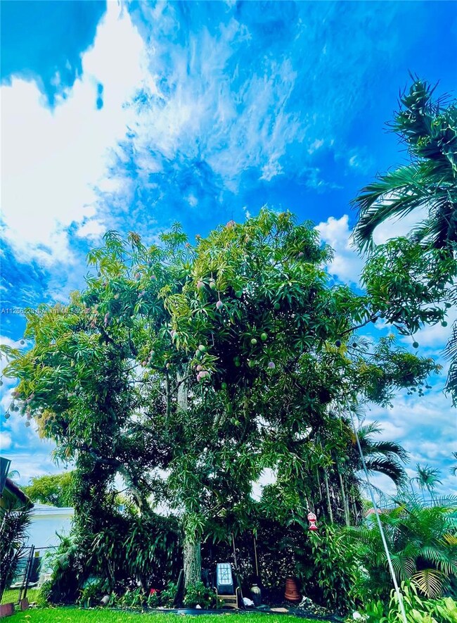 Majestic Mango tree