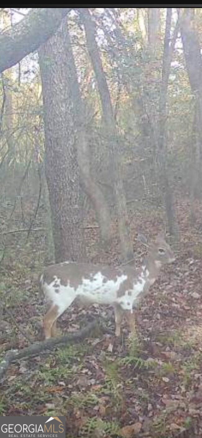 0 Yukon Rd unit 10649657, Ellijay, GA 30536 - photo 5