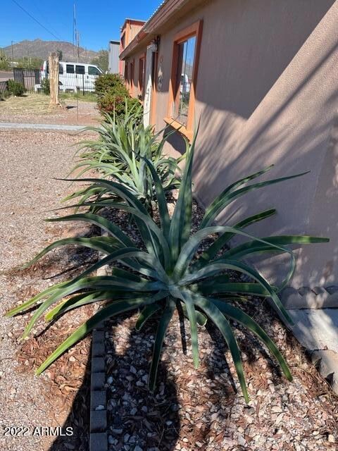 cactus 2