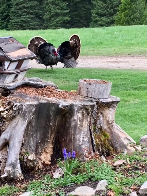 1876 Timber Creek Rd, Haugan, MT 59842 - photo 6