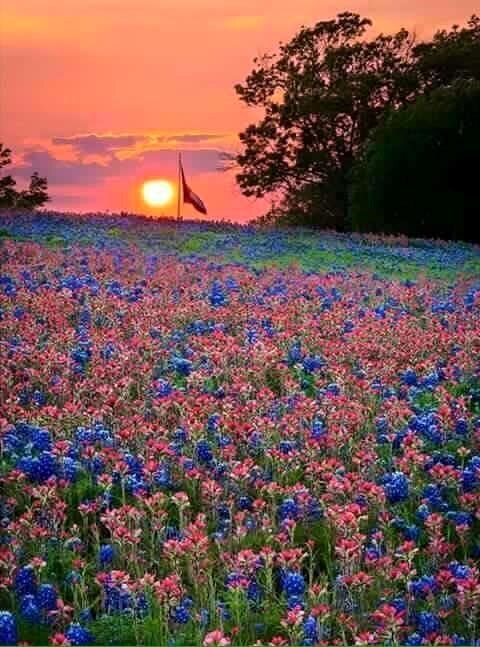 16007 Faircrest Dr, Whitney, TX 76692 - photo 7