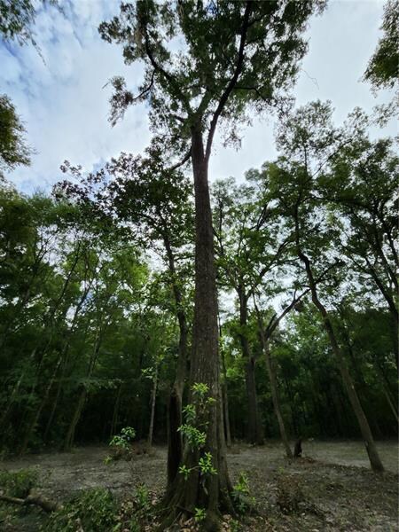 Lot 51 SW Boston Terrace, Fort White, FL 32038 - photo 7