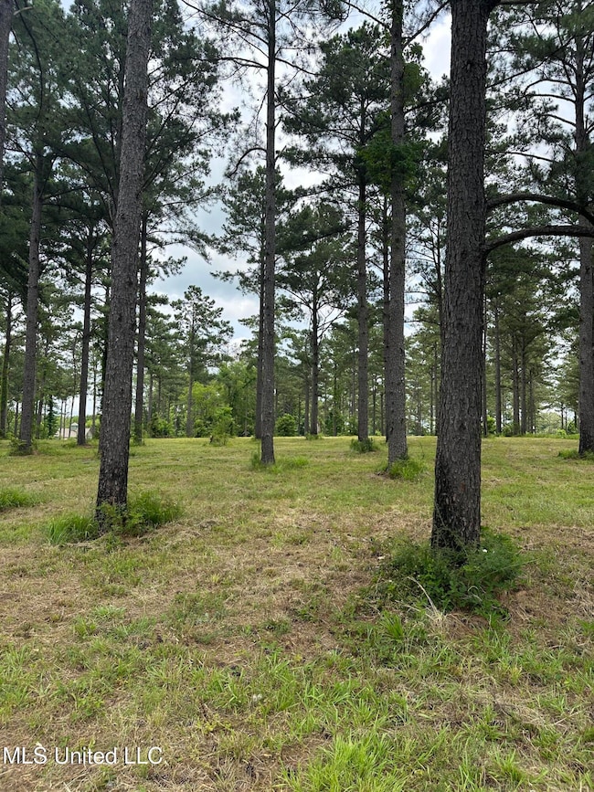 View from Hidden Pines Lane