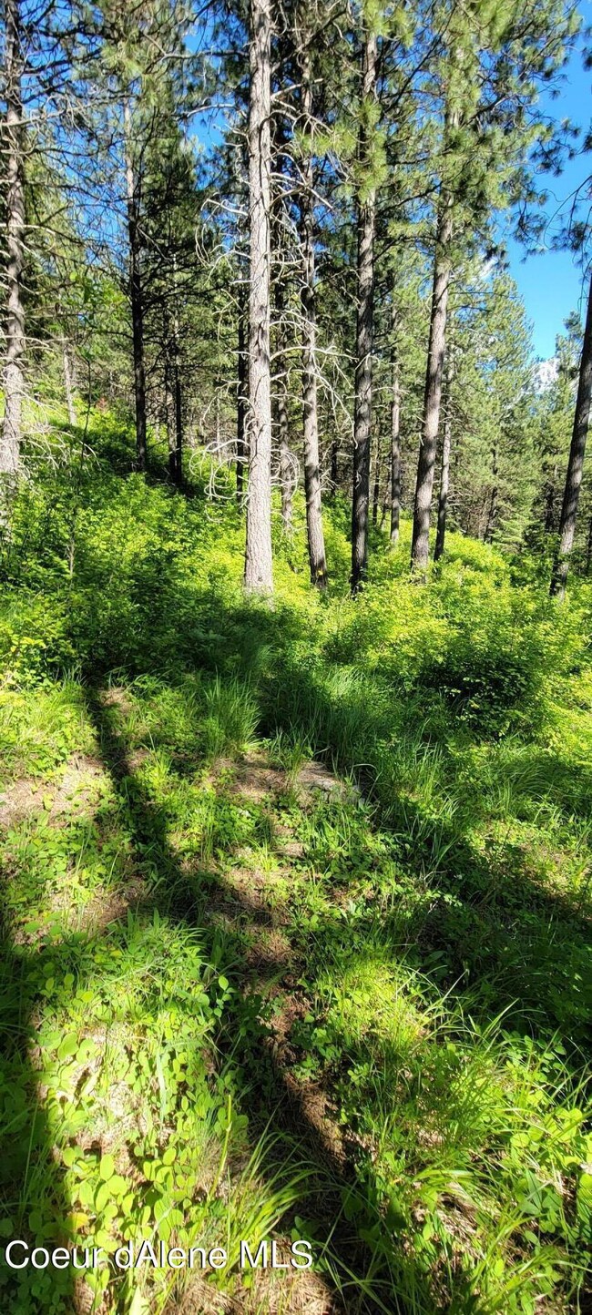 Mature Timber (1)