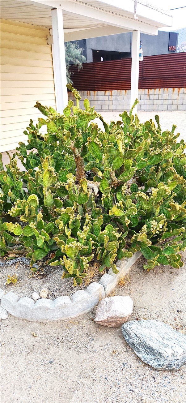 6835 Mount Shasta Ave, Joshua Tree, CA 92252 - photo 5