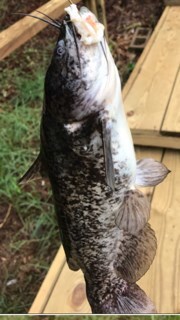 417 Vance Rd, Tarrytown, GA 30470 - photo 4