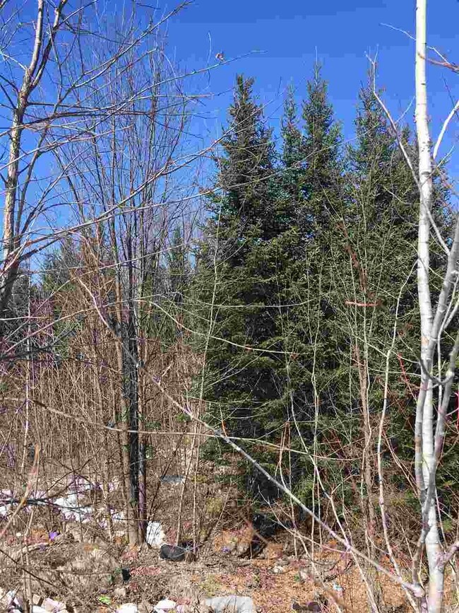 7 Steeple View Dr unit 7, Bethlehem, NH 03574 - photo 3