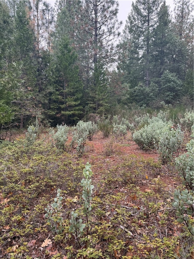 1 Old Forbestown Rd, Forbestown, CA 95941 - photo 5