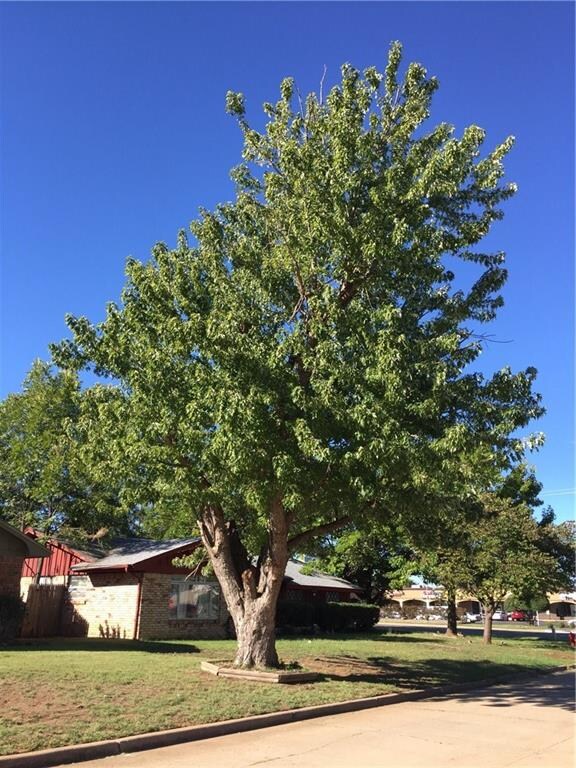 Fabulous Tree in your Front Yard