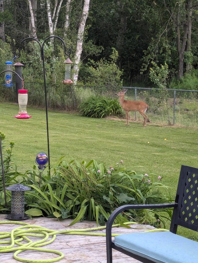Backyard wildlife