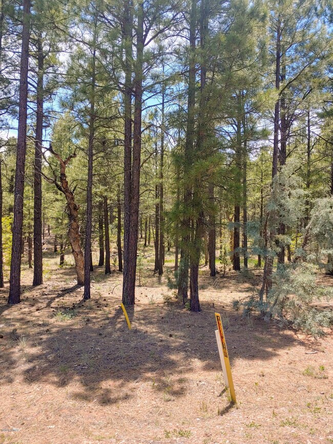 Tall Pines