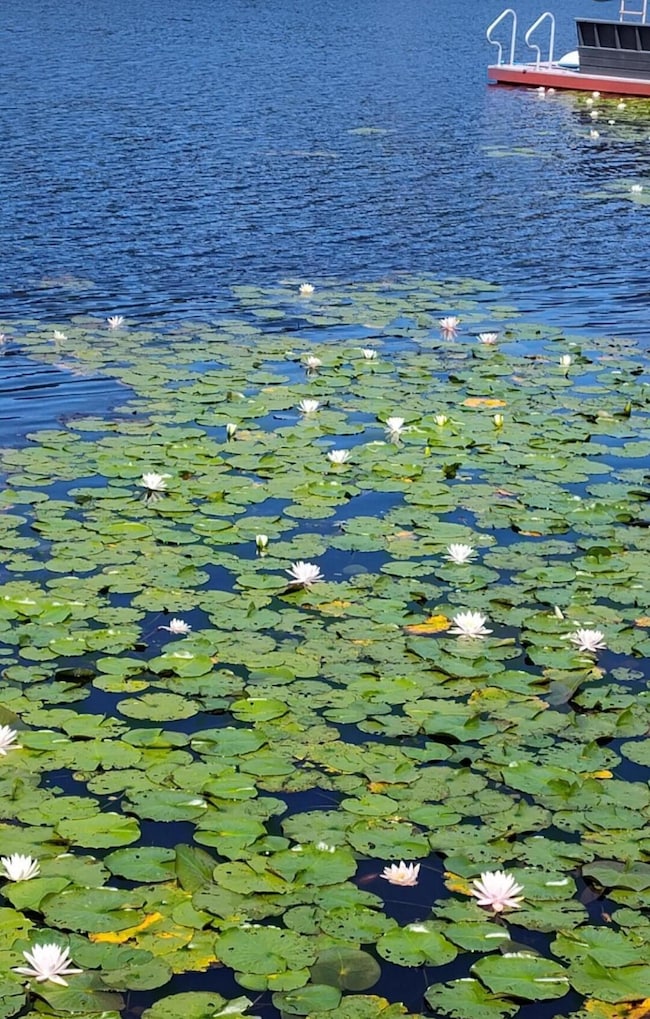 fishing lkae The Hide out