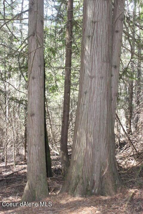 Timber