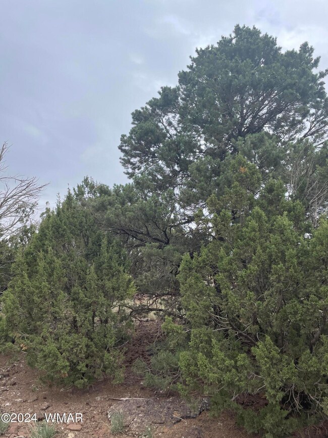 1 Cr 8117, Concho, AZ 85924 - photo 7