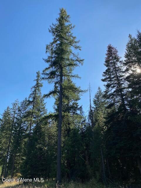 Lovely specimen of Western Larch