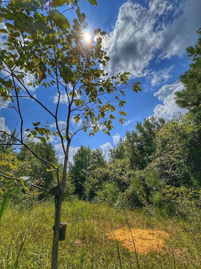 0 Smith Rd, Winfield, AL 35594 - photo 5