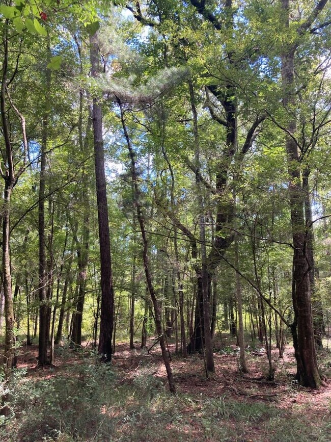 0 McPhaul Rd, Crawfordville, FL 32327 - photo 6