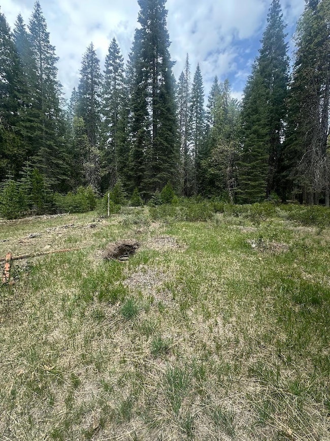 0 Widow Springs Dr, McCloud, CA 96057 - photo 3