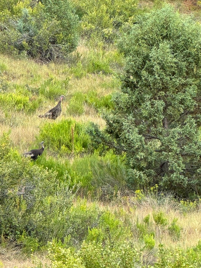 2450 Manitoban Trail, Alton, UT 84710 - photo 2