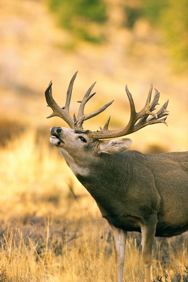 0 E Paunsaugunt Cliffs Dr unit 185 Acres, Hatch, UT 84735 - photo 6
