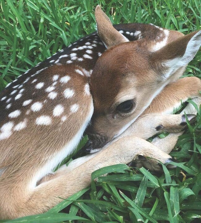 85 Lake Forest Cir, Conroe, TX 77384 - photo 5