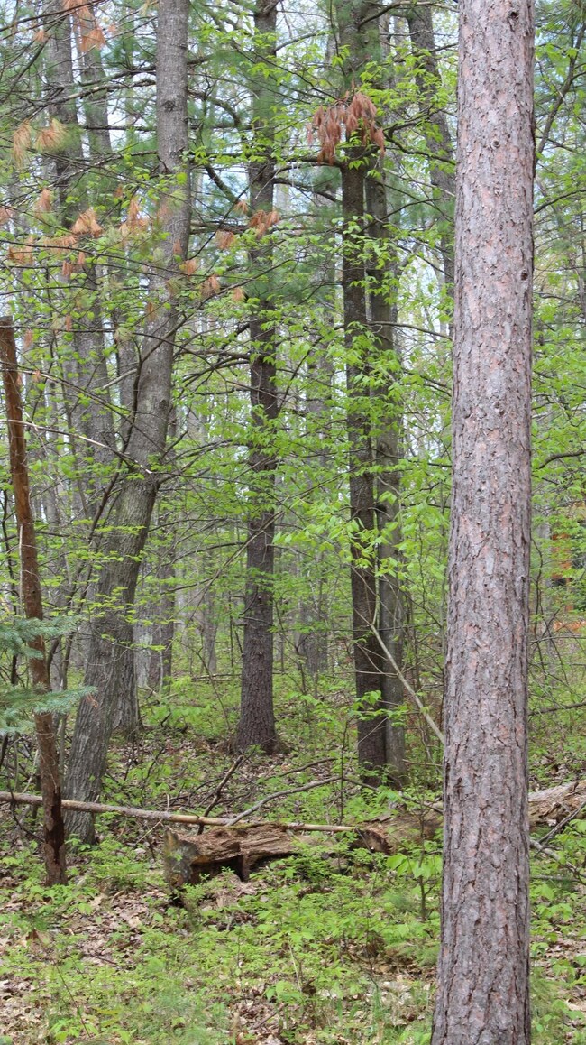 Pigeon River Country