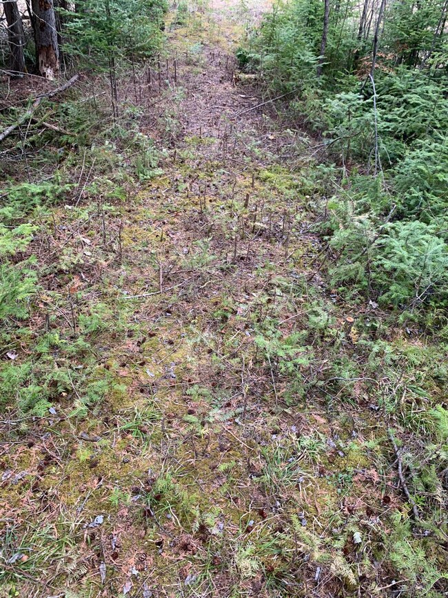 Drive Overgrown