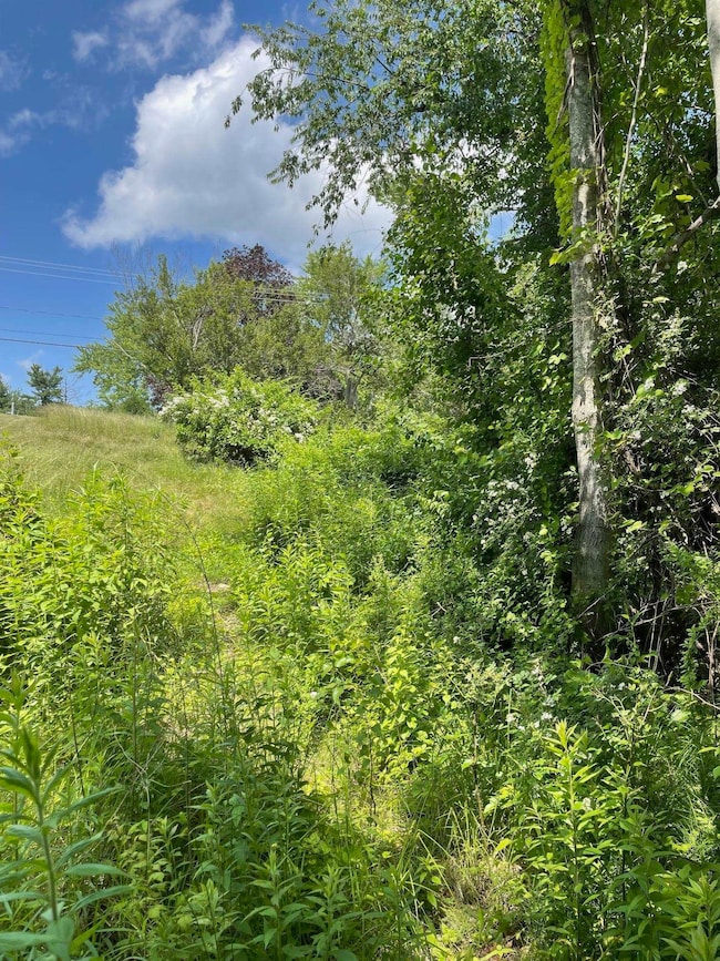 View from edge of woods