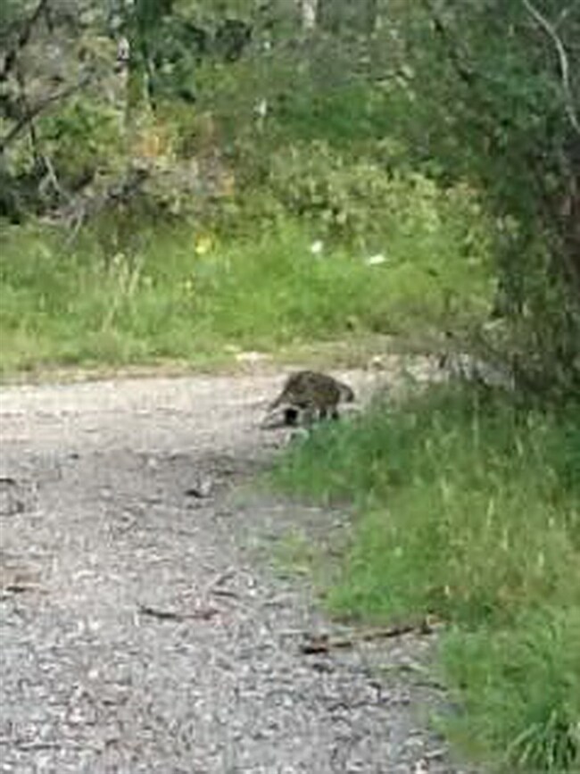 14392 Parkview Dr, Collbran, CO 81624 - photo 5