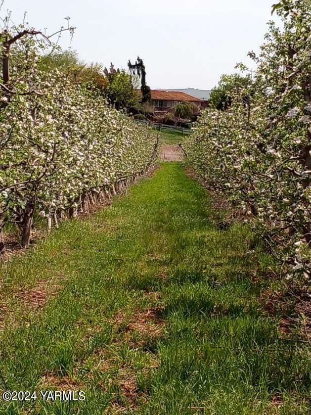 4851 Lombard Loop Rd, Zillah, WA 98953 - photo 5