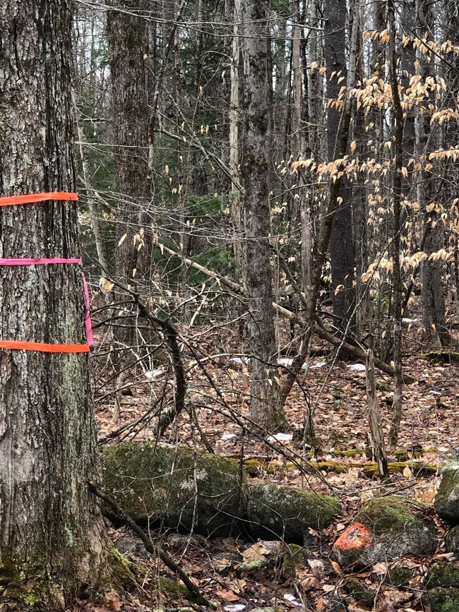 0 Turner Hill Rd unit Lot 17 4991048, Antrim, NH 03440 - photo 5