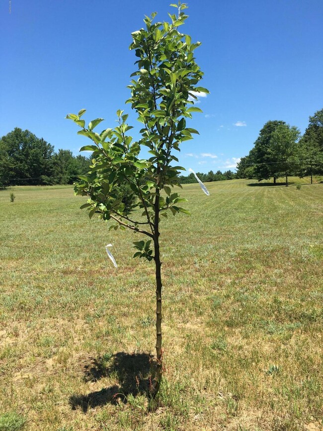 1383 W Woodland Park Dr, Bitely, MI 49309 - photo 2