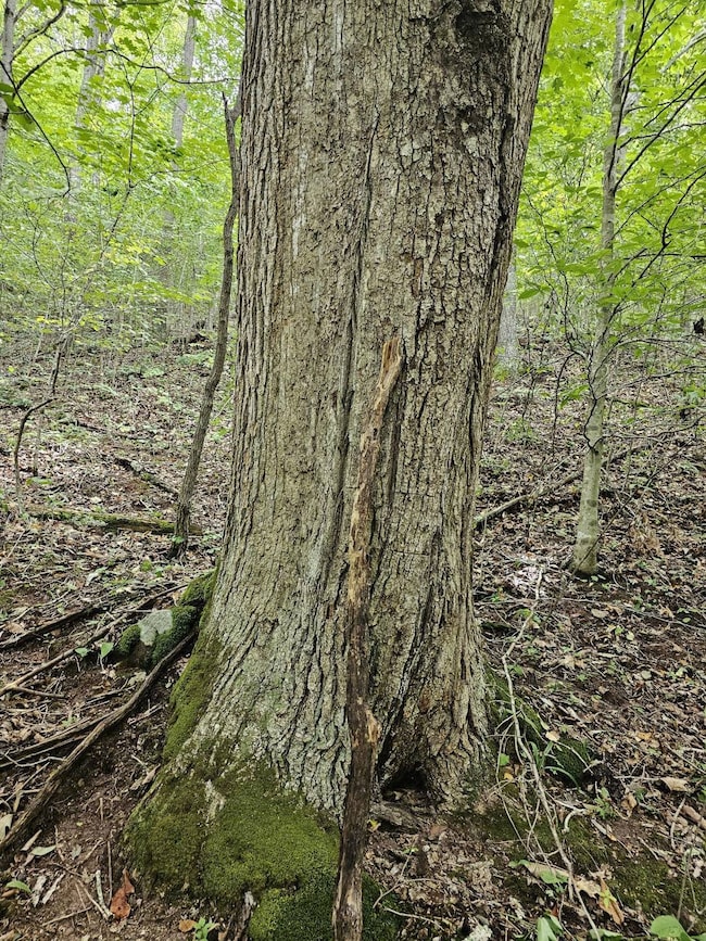 0 Possum Hollow Rd unit 11204653, Oakvale, WV 24740 - photo 7