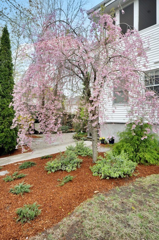 35 Draper Ave unit 2, Arlington, MA 02474 - photo 3